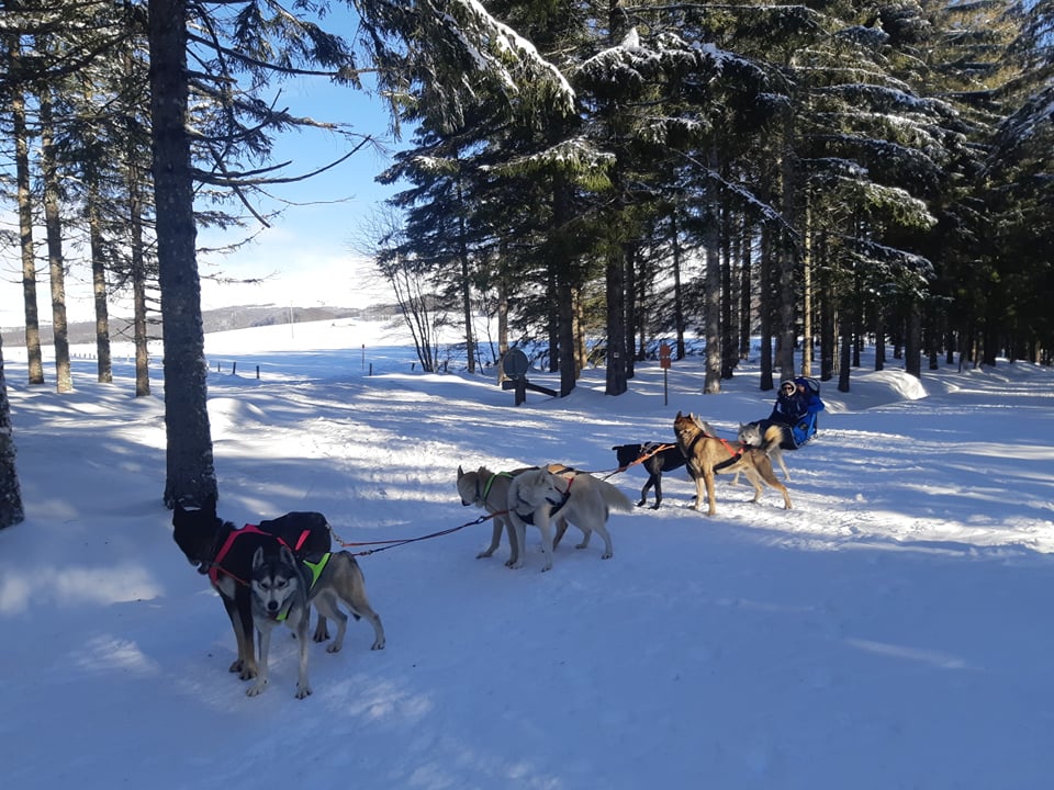 Chiens de Traîneau Sancy Auvergne