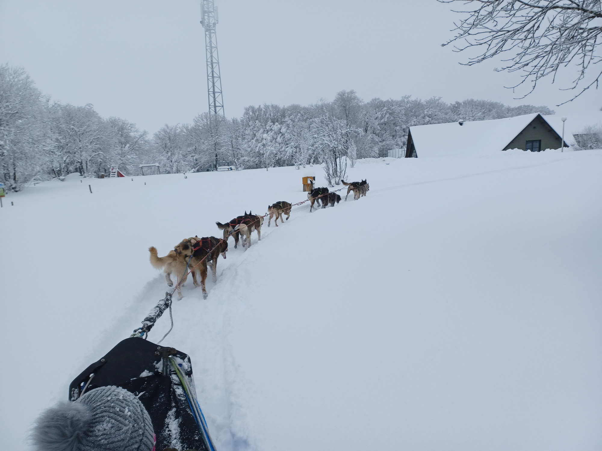 Chiens de Traîneau Sancy Auvergne